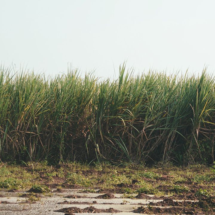 Sugarcane
