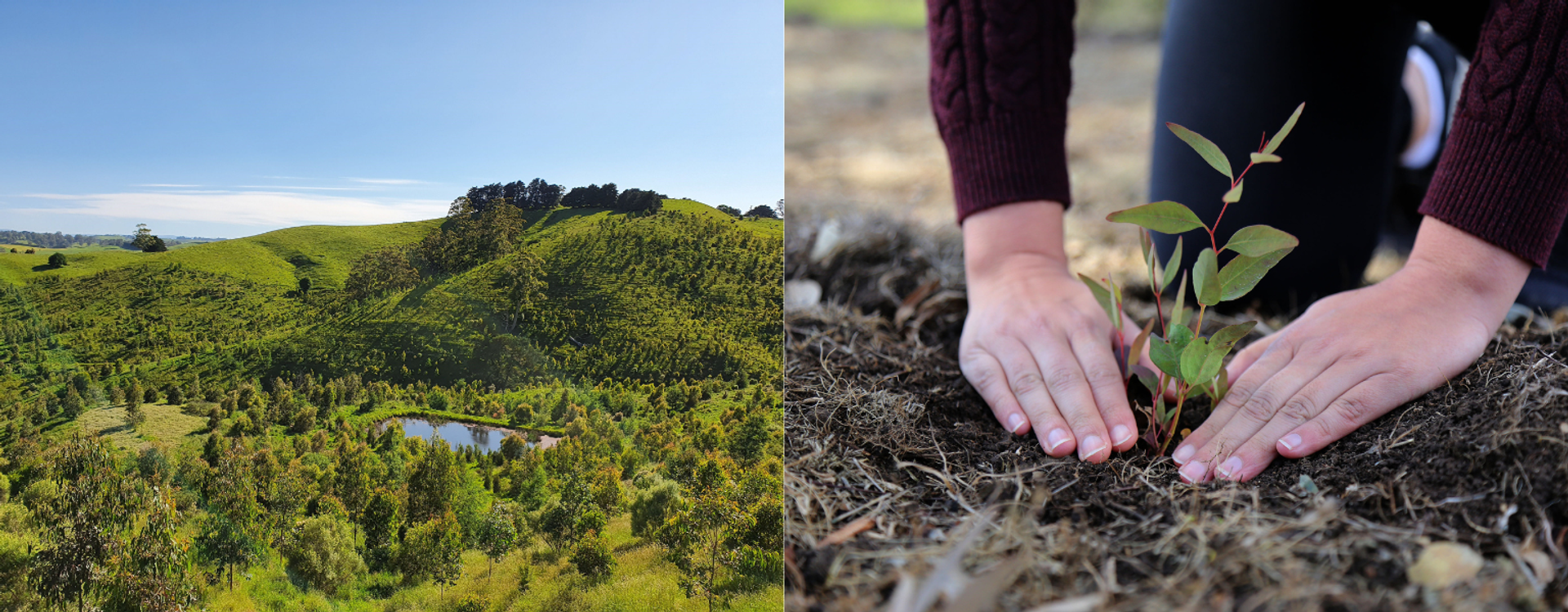 Planting Trees To Help Our Climate