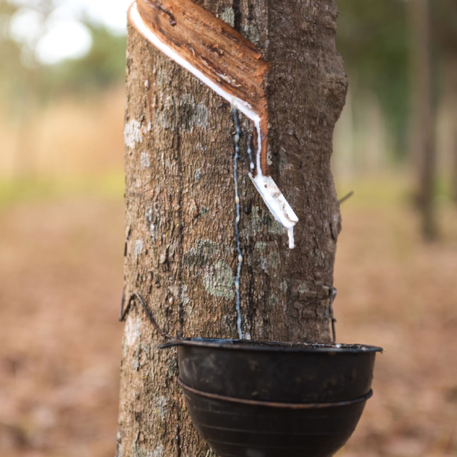 FSC-Certified Natural Rubber