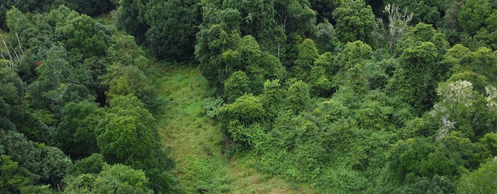 Planting Trees To Help Our Climate