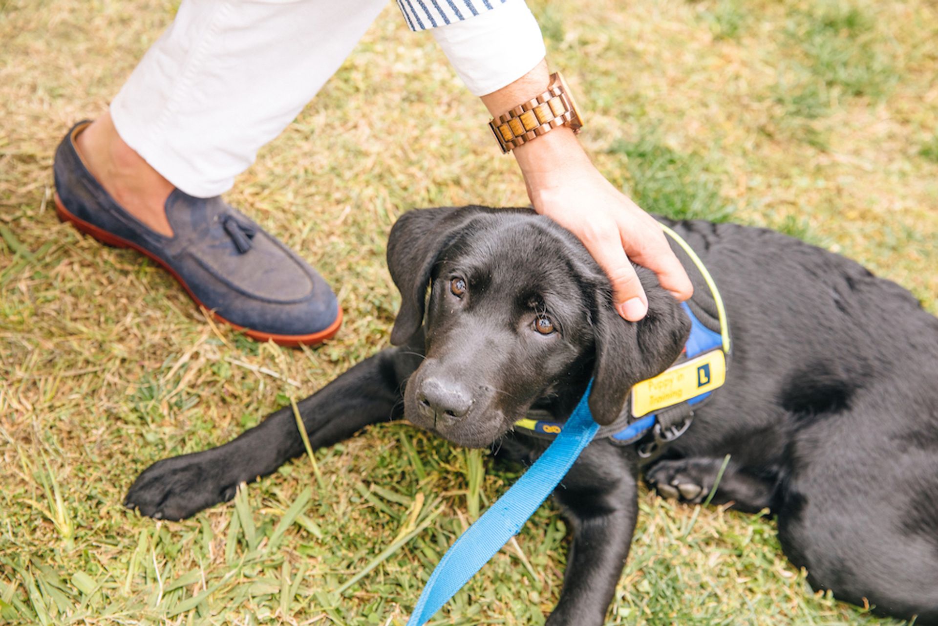 Bared_Footwear_All_Saints_Polo_Flossy_The_Labrador