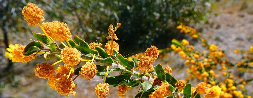 Planting Trees To Help Our Climate