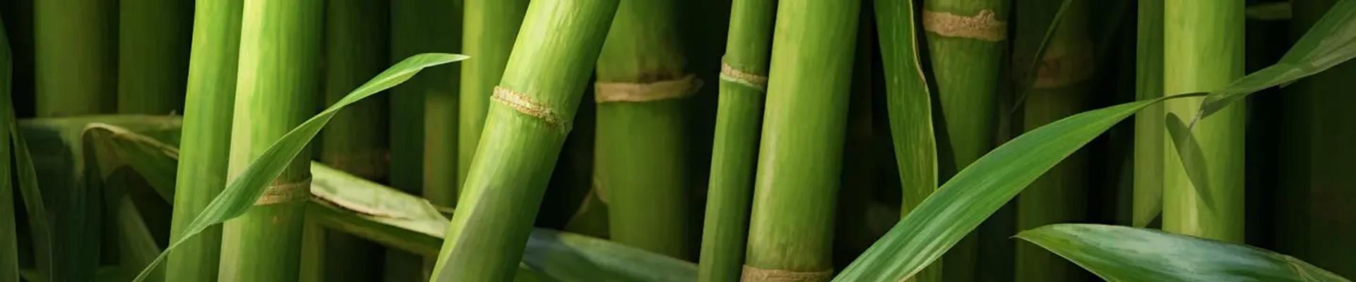 Sugarcane