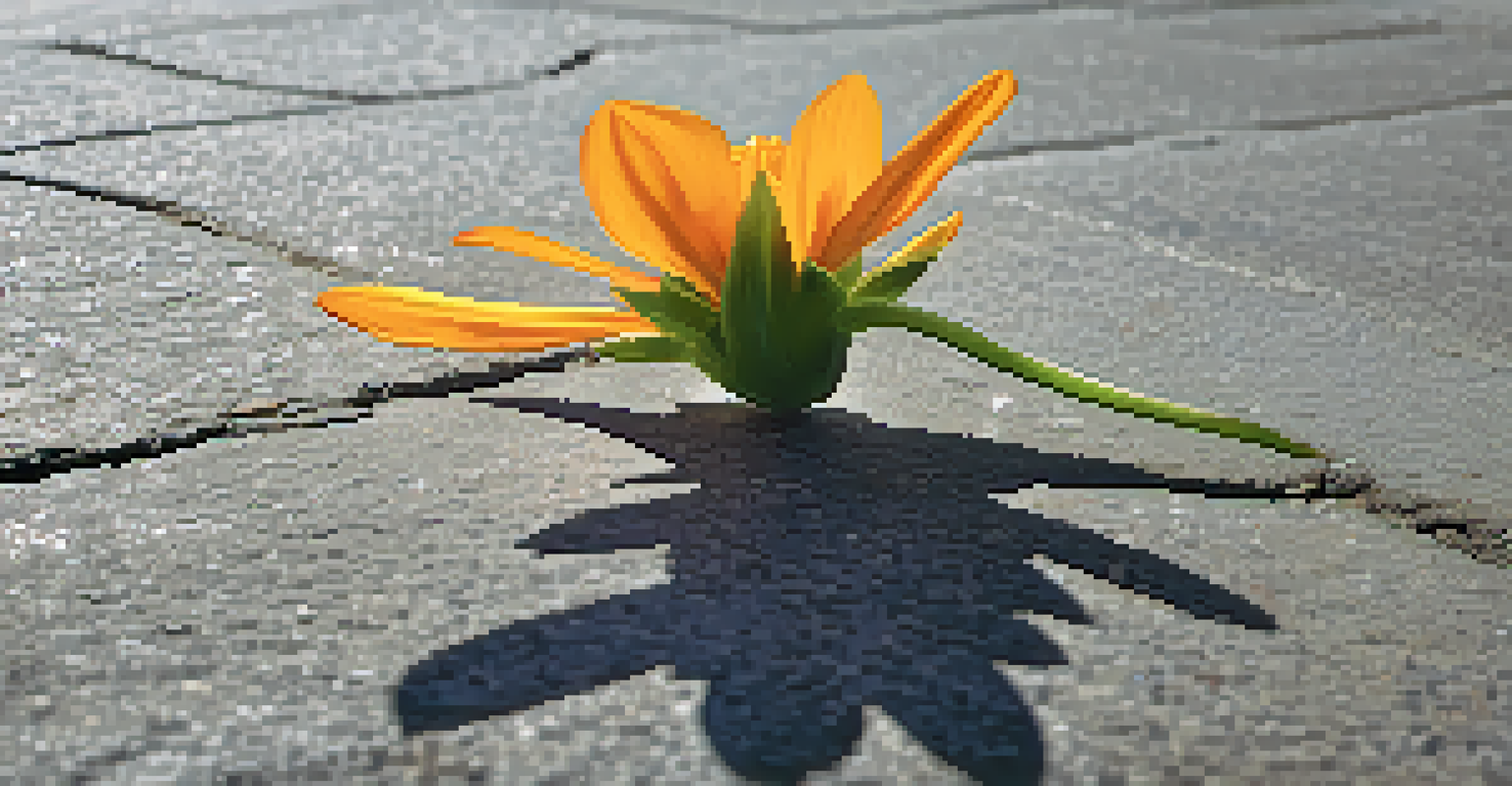 A colorful flower growing through a crack in the concrete, representing resilience and strength.
