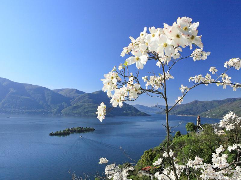 Image 2 - Ronco sopra Ascona 