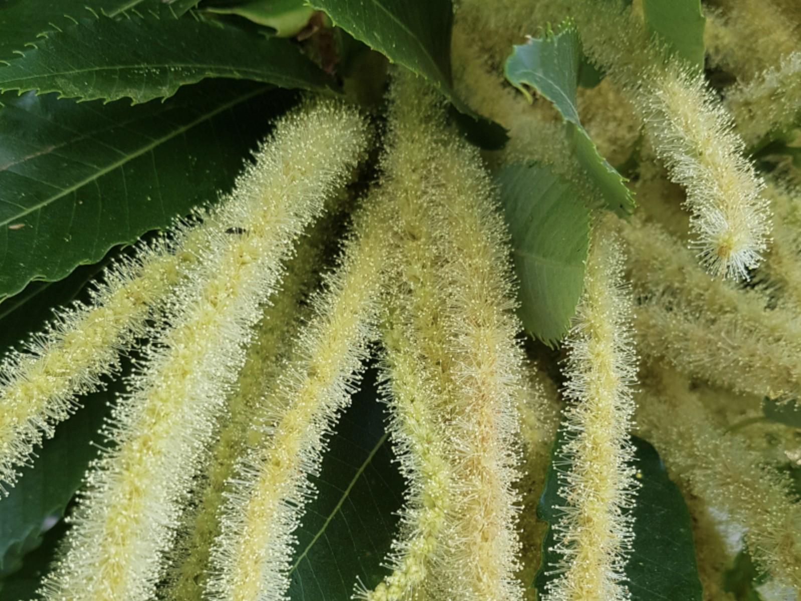 Image 1 - Excursion with Forest Bathing; 