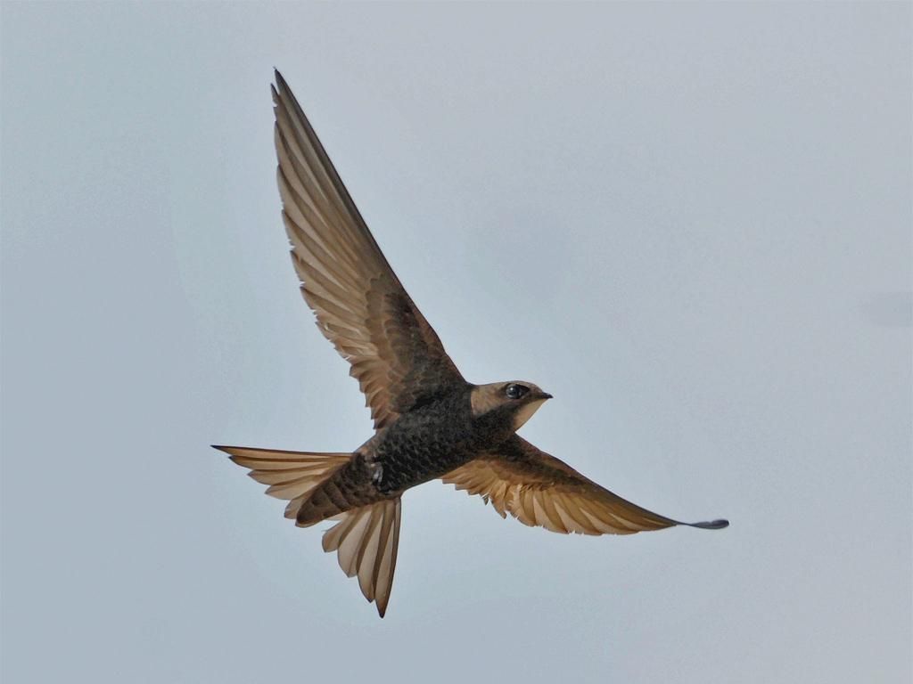 Image 1 - Sentier des martinets
