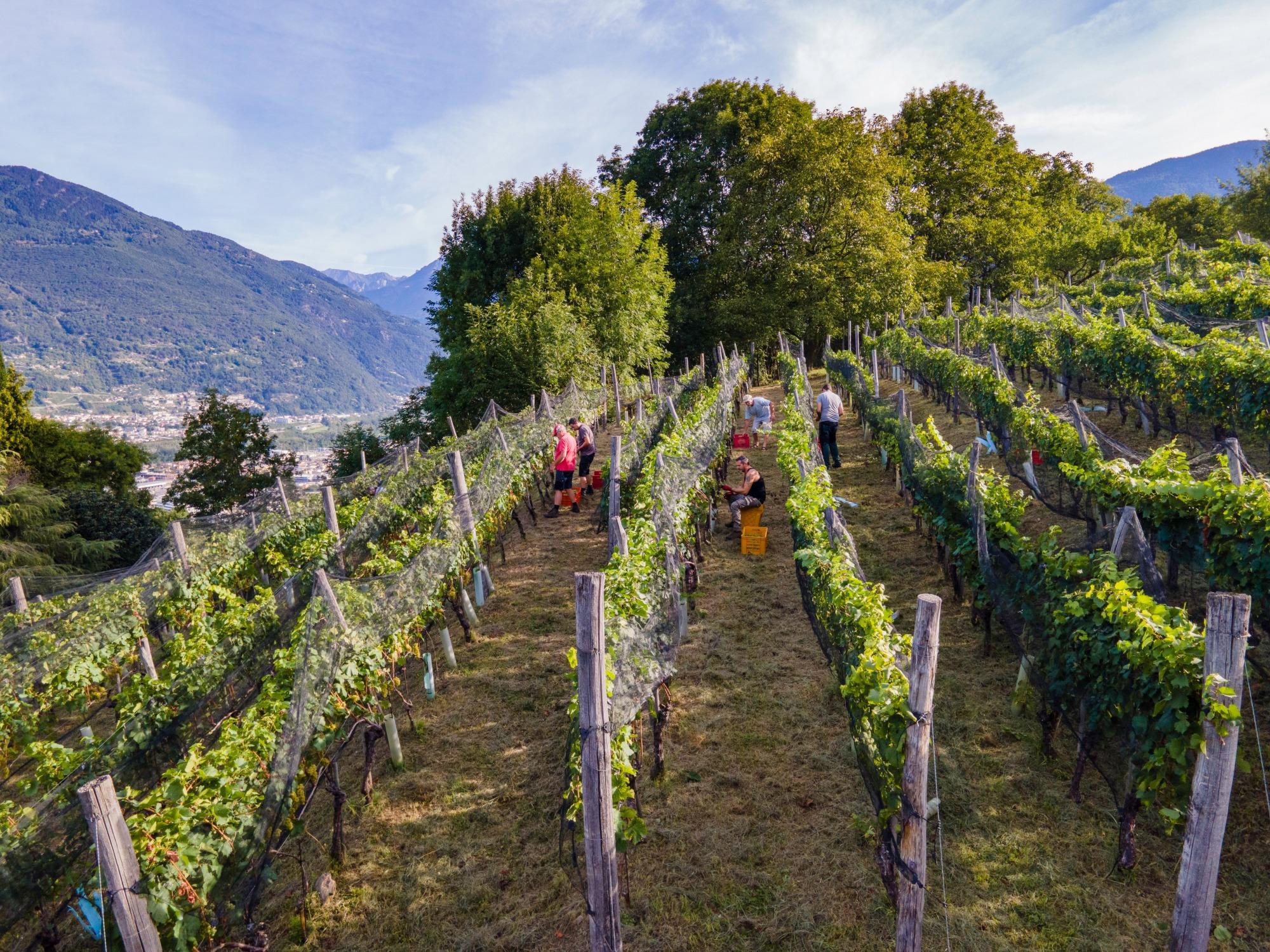 Image 2 - Cagi - Cantina Giubiasco SA