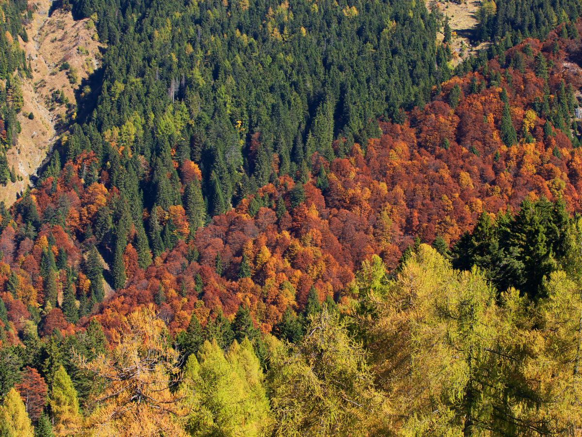 Image 0 - Cenni su Flora e Fauna della zona del Camoghè