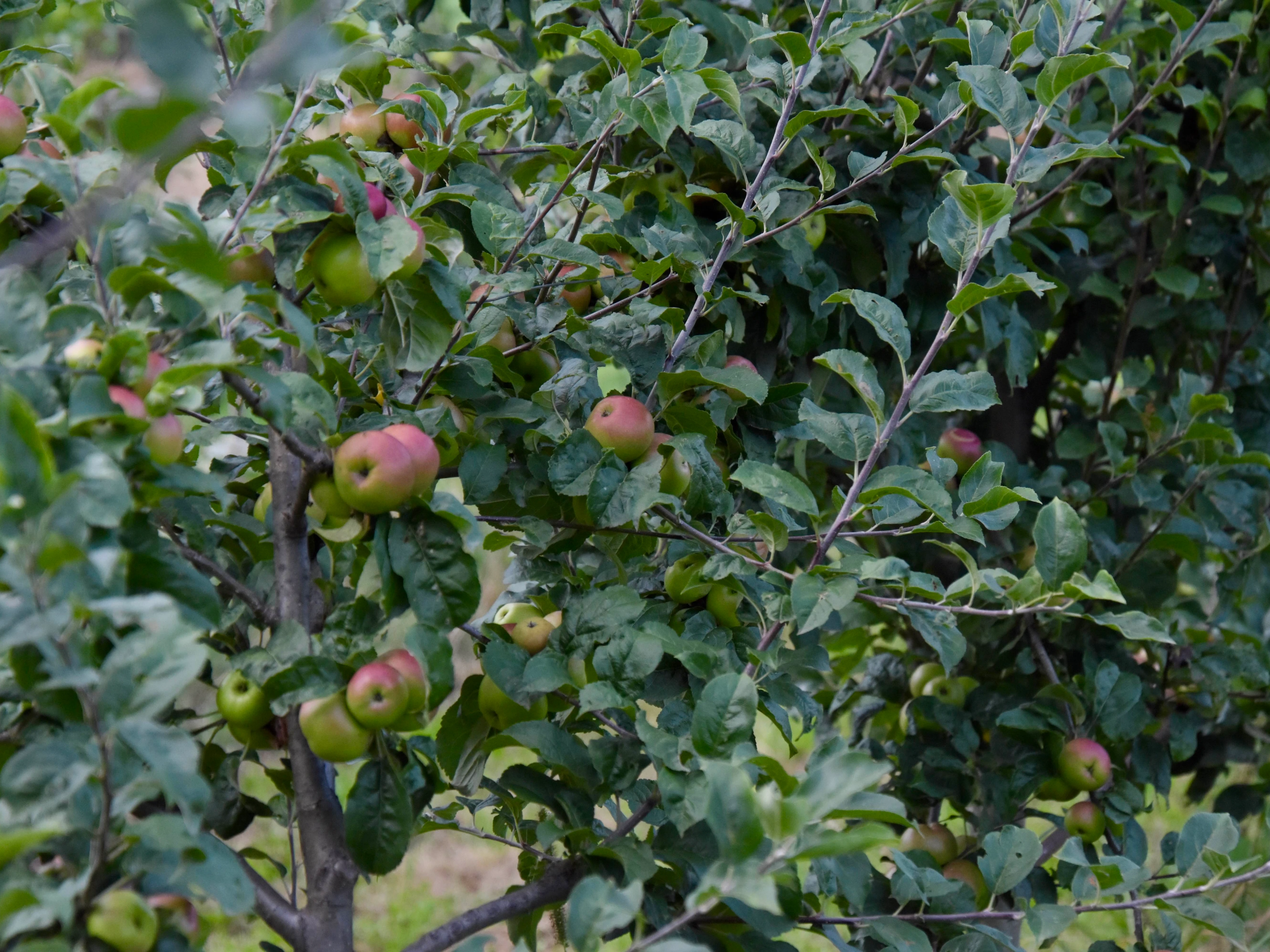 Image 0 - Trefrutti Image 0 -