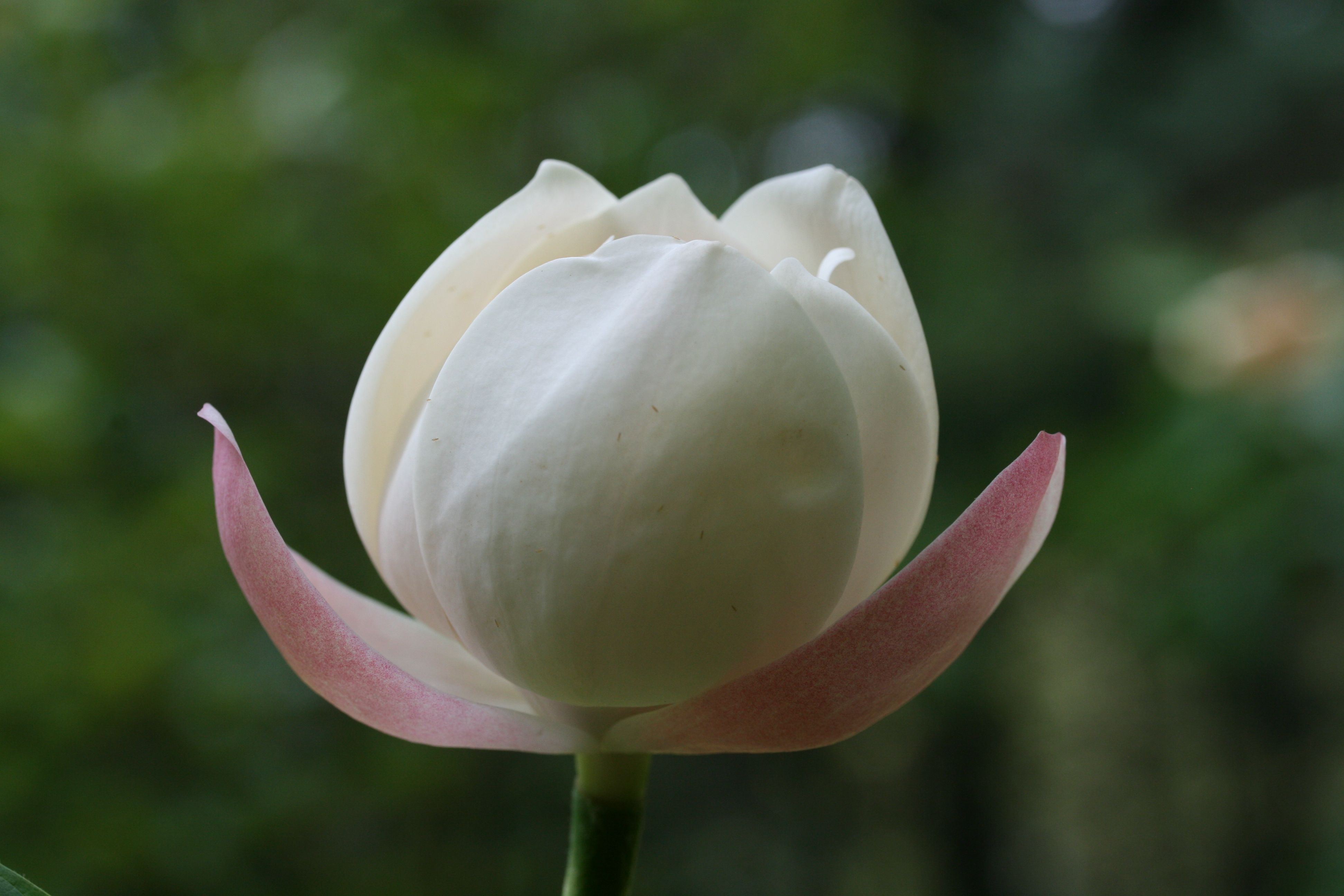 Image 3 - 