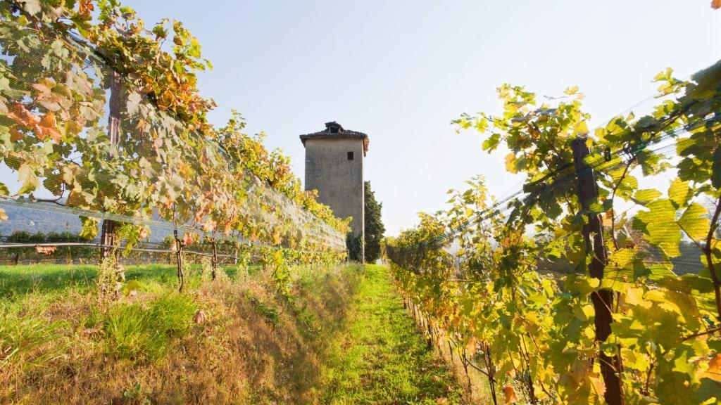 Image 0 - Gold Wine Tasting