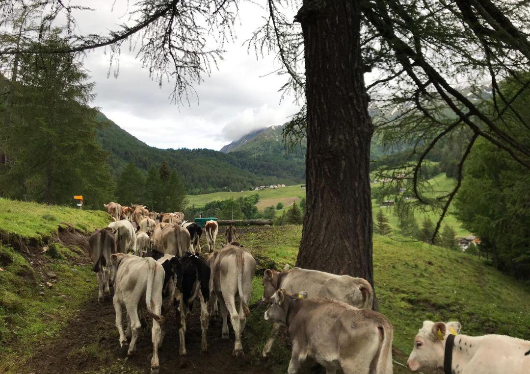 Image 1 - Azienda agricola Croce