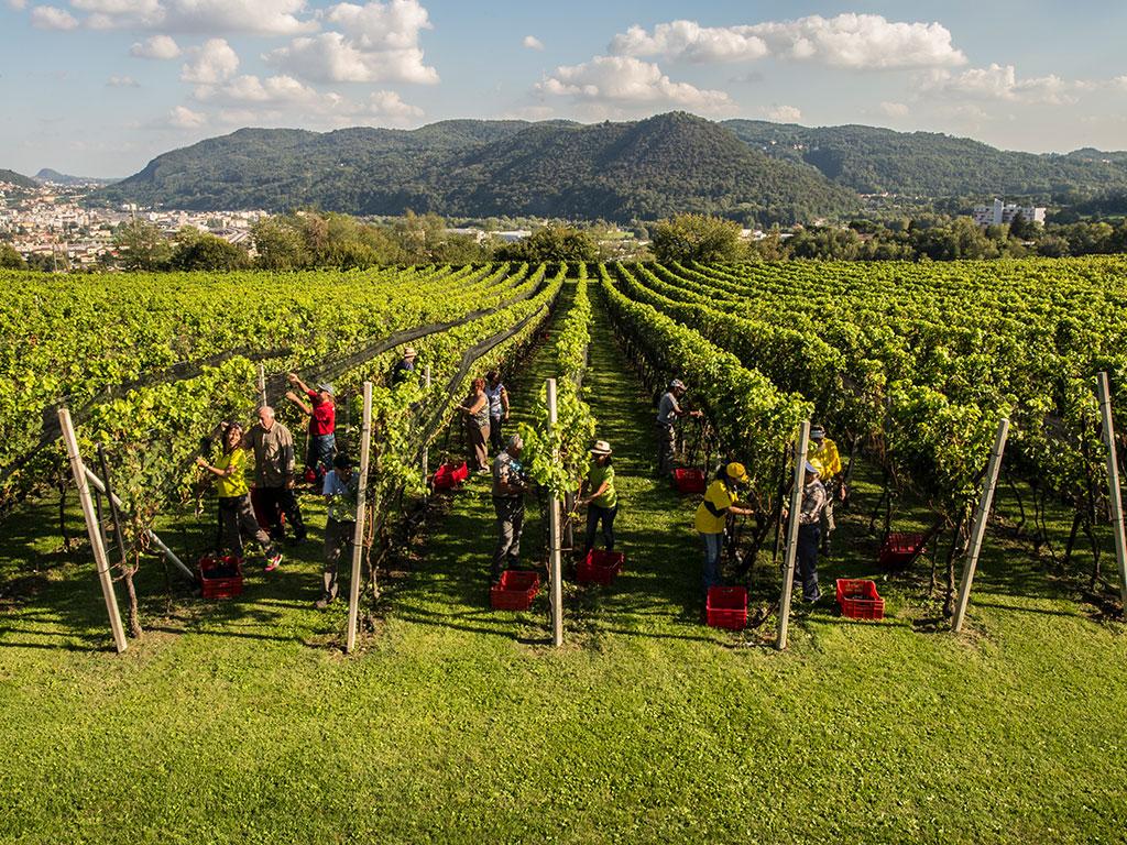 Image 5 - Vendemmia nella regione Mendrisiotto e Basso Ceresio