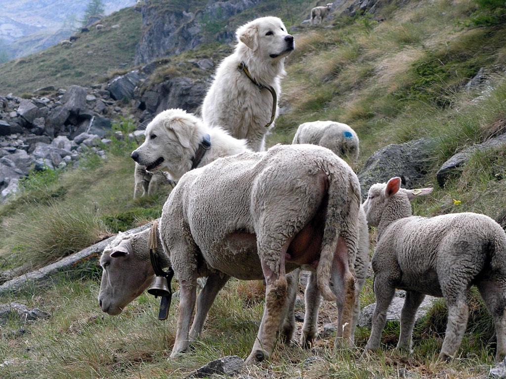 Image 0 - Arbeitende Herdenschutzhunde