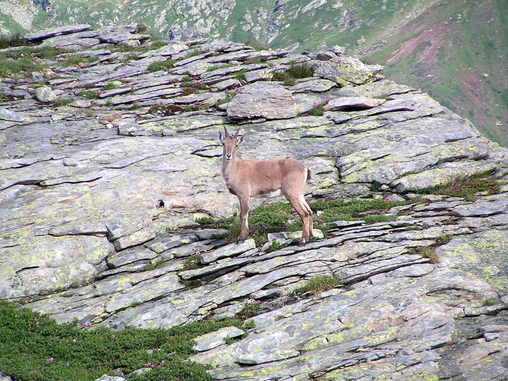 Image 3 - Basòdino-Gletscher 