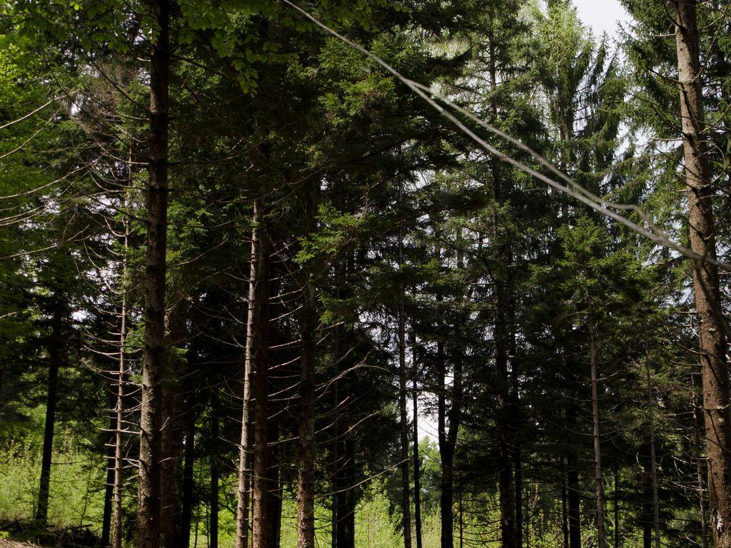 Image 2 - Riserva forestale di Palagnedra