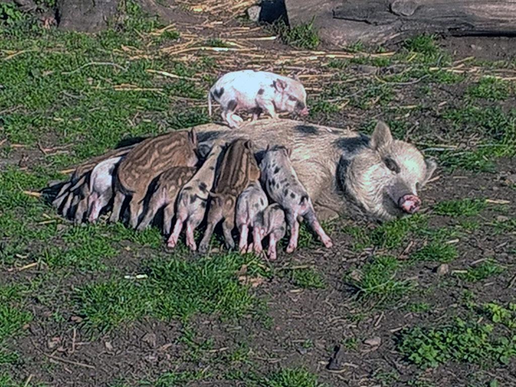 Image 1 - Agriturismo Ristoro ai Gelsi