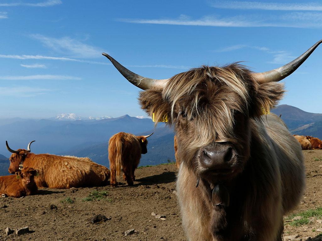 Image 5 - Alpe Cottino