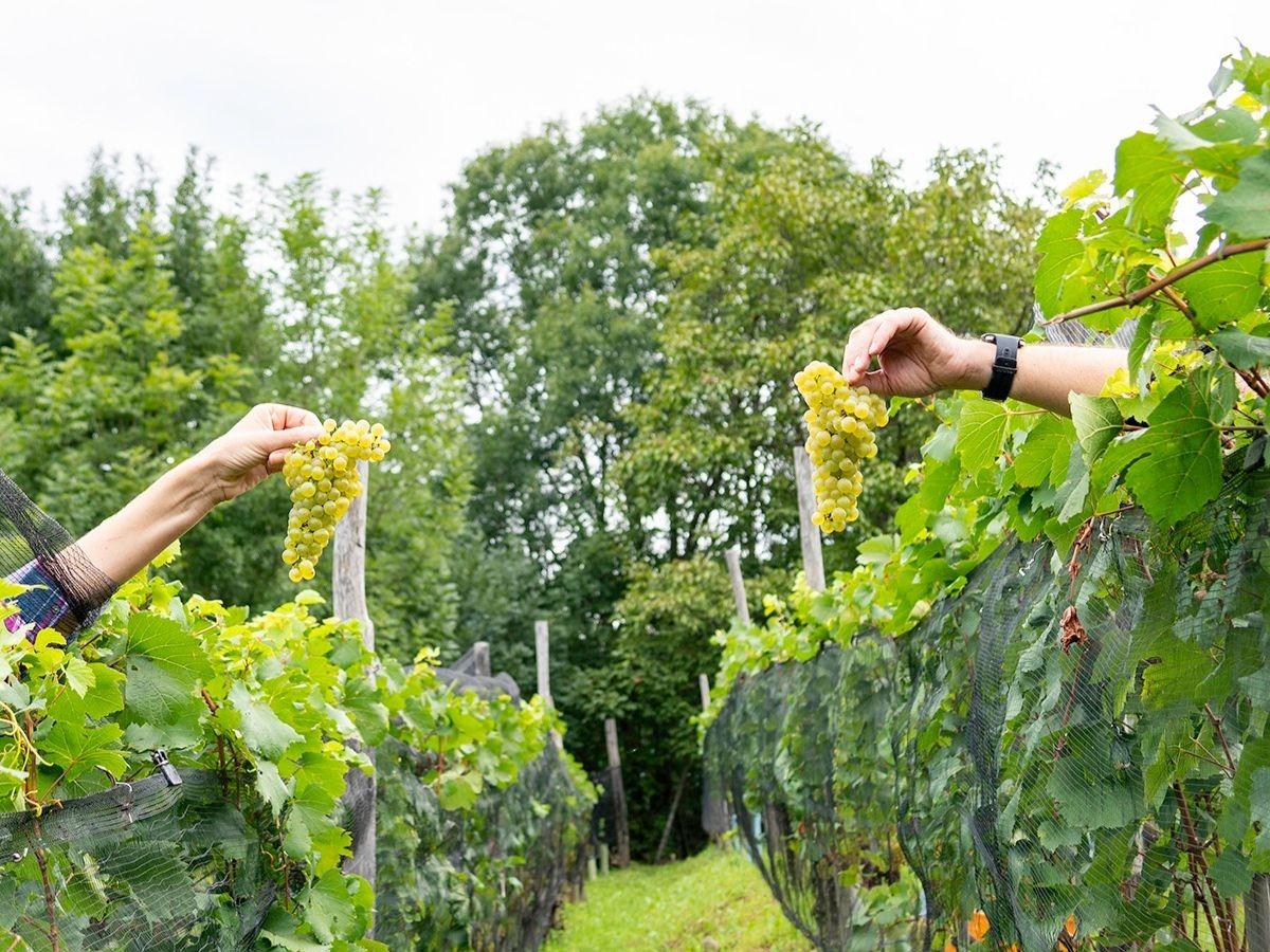 Image 4 - Cagi - Cantina Giubiasco SA