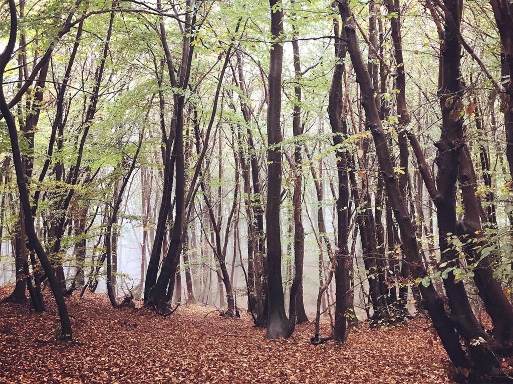 Image 1 - Forest bathing