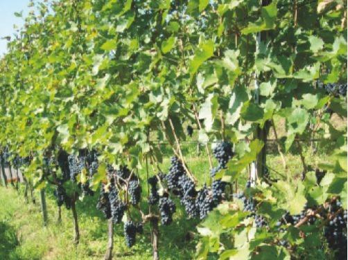 Image 2 - Agriturismo Pian Marnino