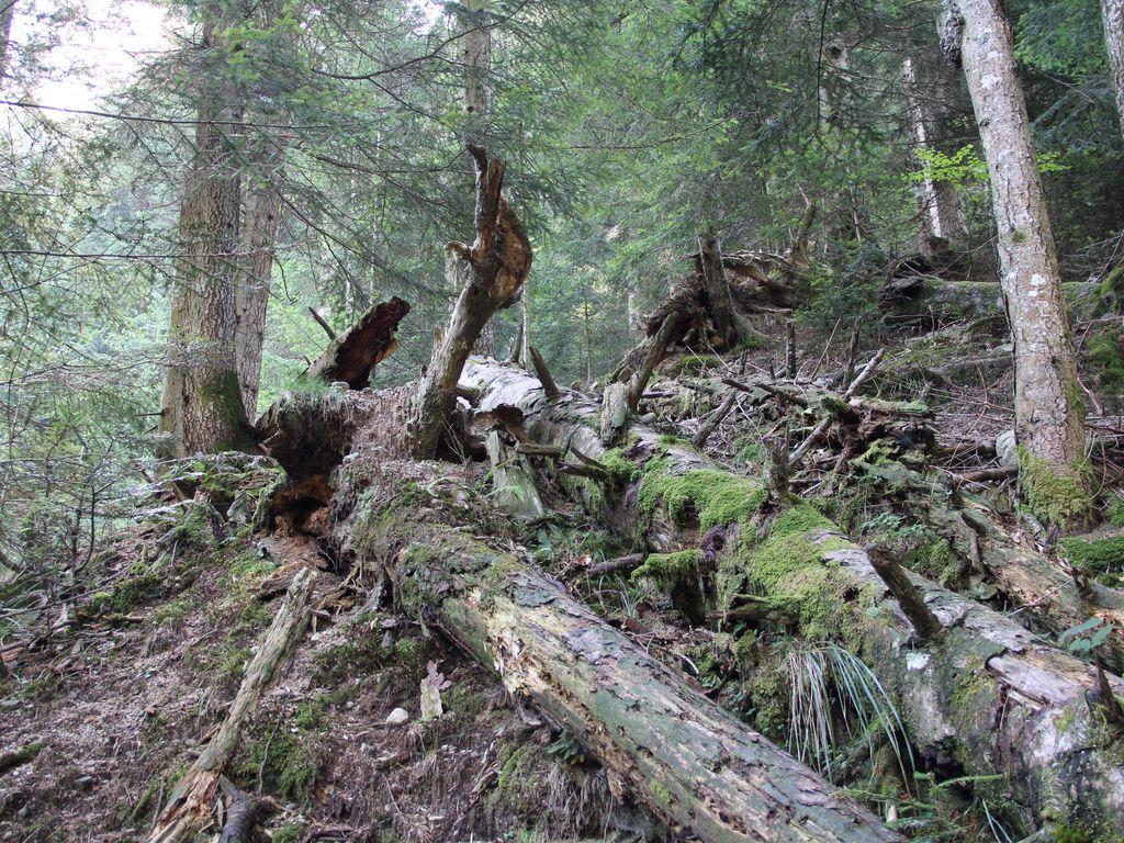 Image 2 - Waldreservat Onsernone