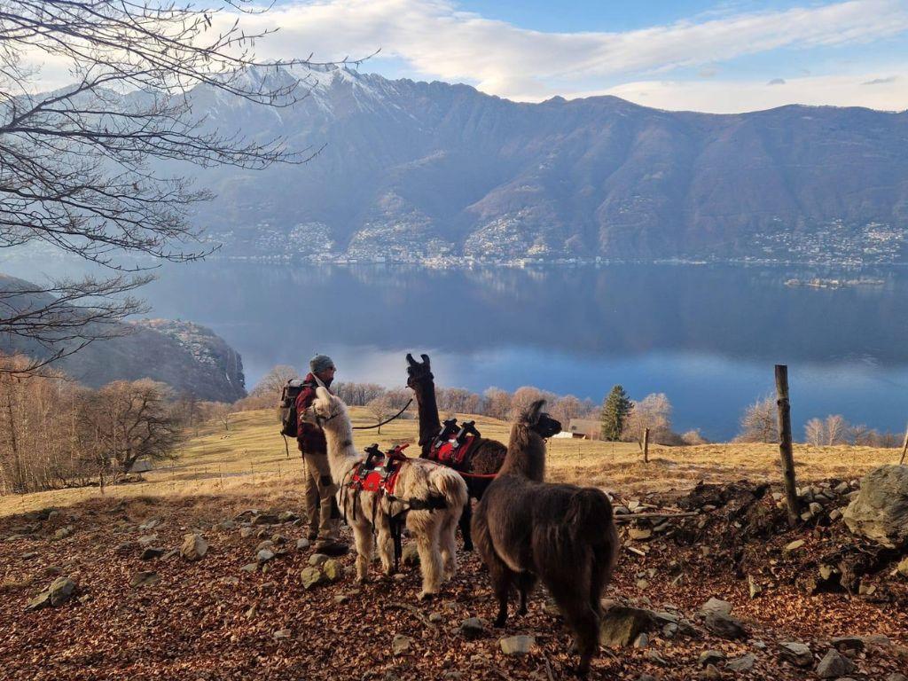 Lama Trekking Gambarogno