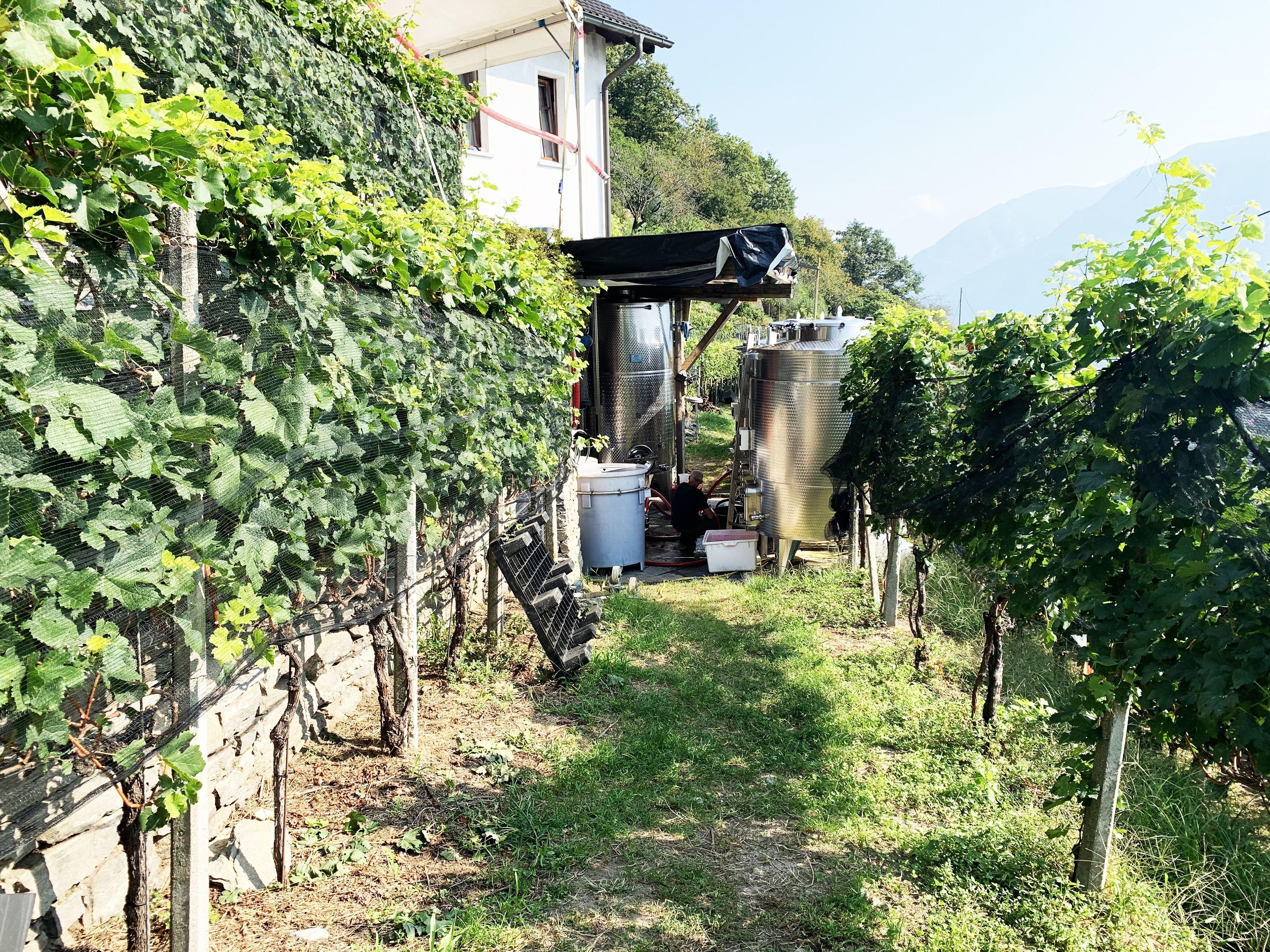 Image 1 - Wine cellar Mondò