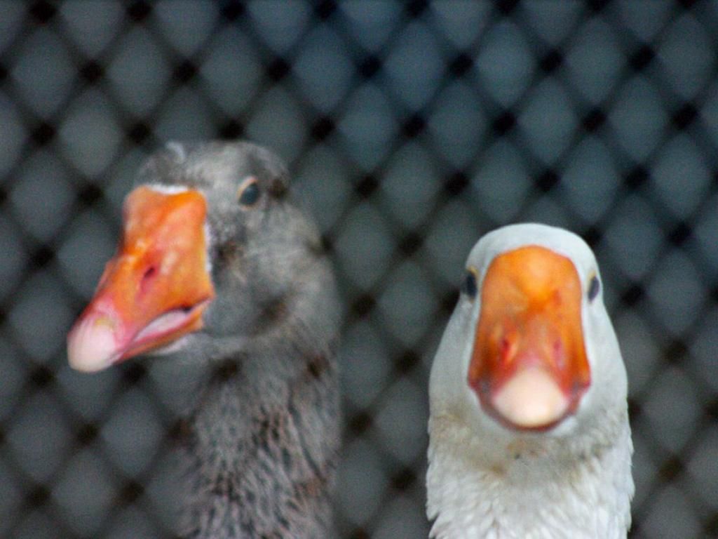 Image 5 - Polo Agricolo - Laboratorio Incontro 2