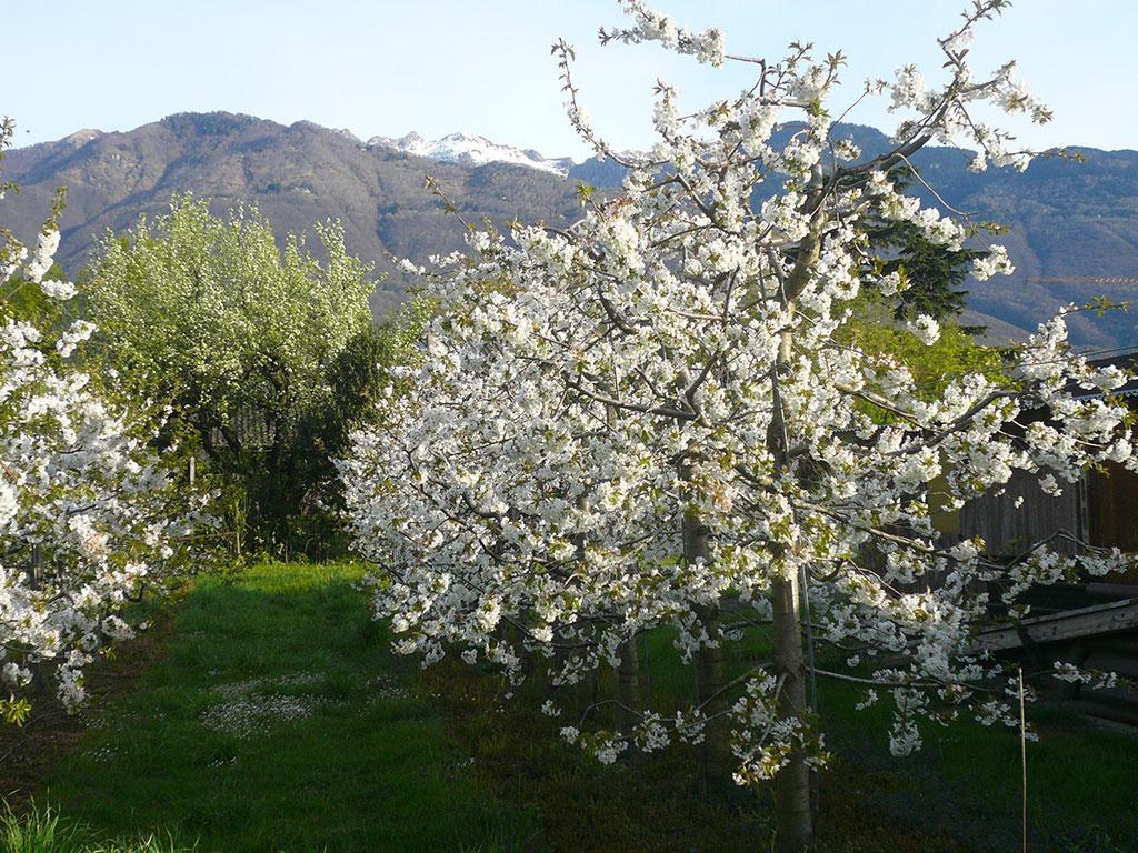 Image 1 - Azienda Frutticola Bassi