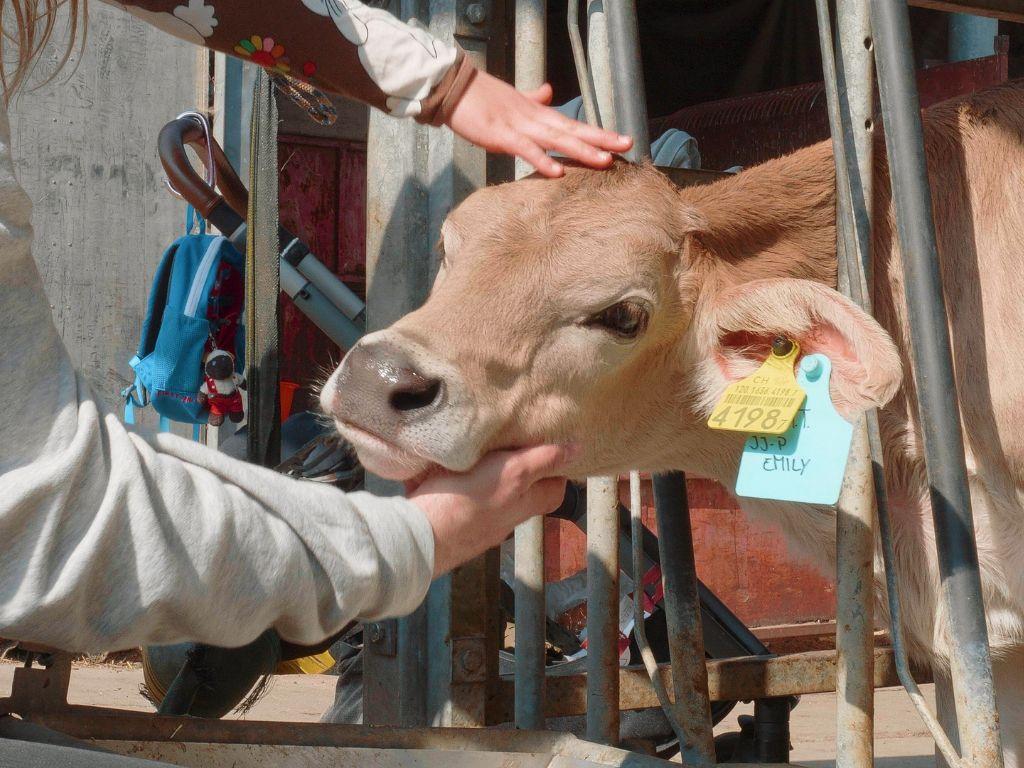 Image 6 - Azienda agricola Ponzio Top Ticino