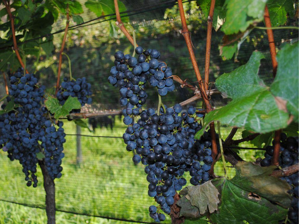 Image 0 - Domaine viticole L’Orizzonte