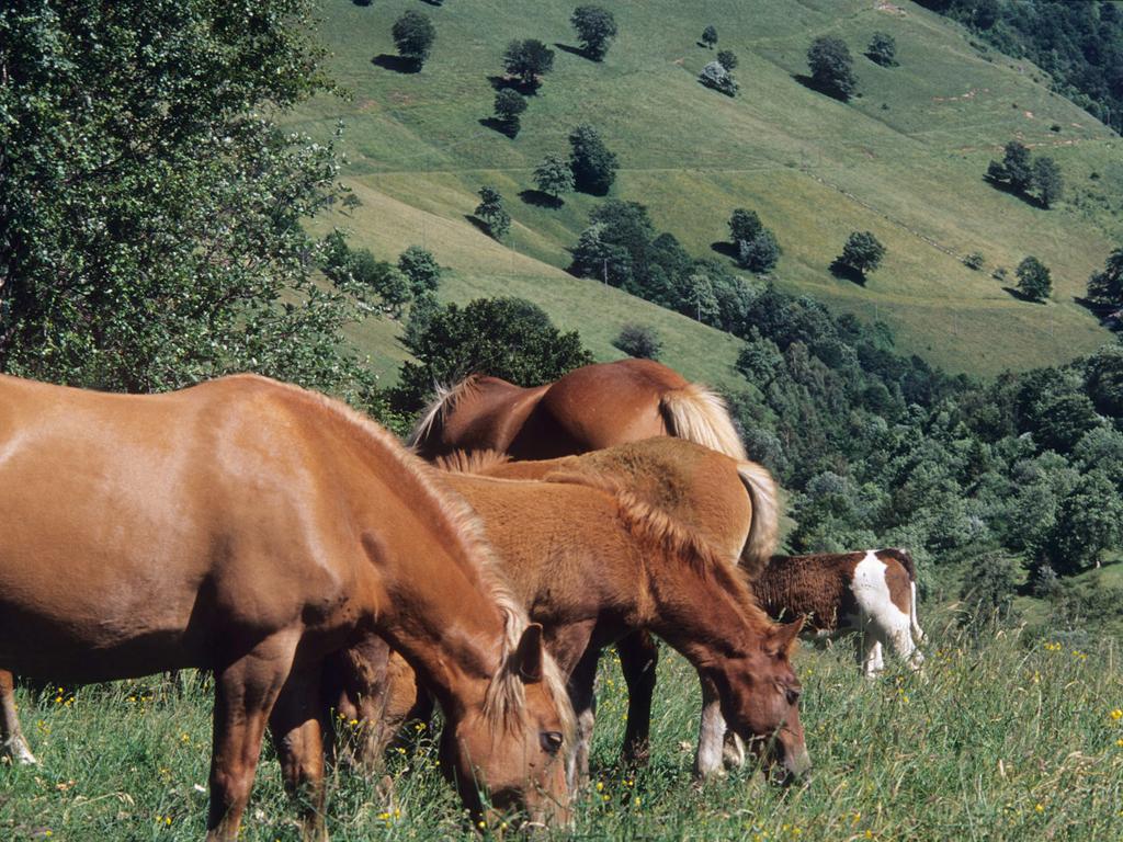 Image 4 - Mendrisiotto Terroir