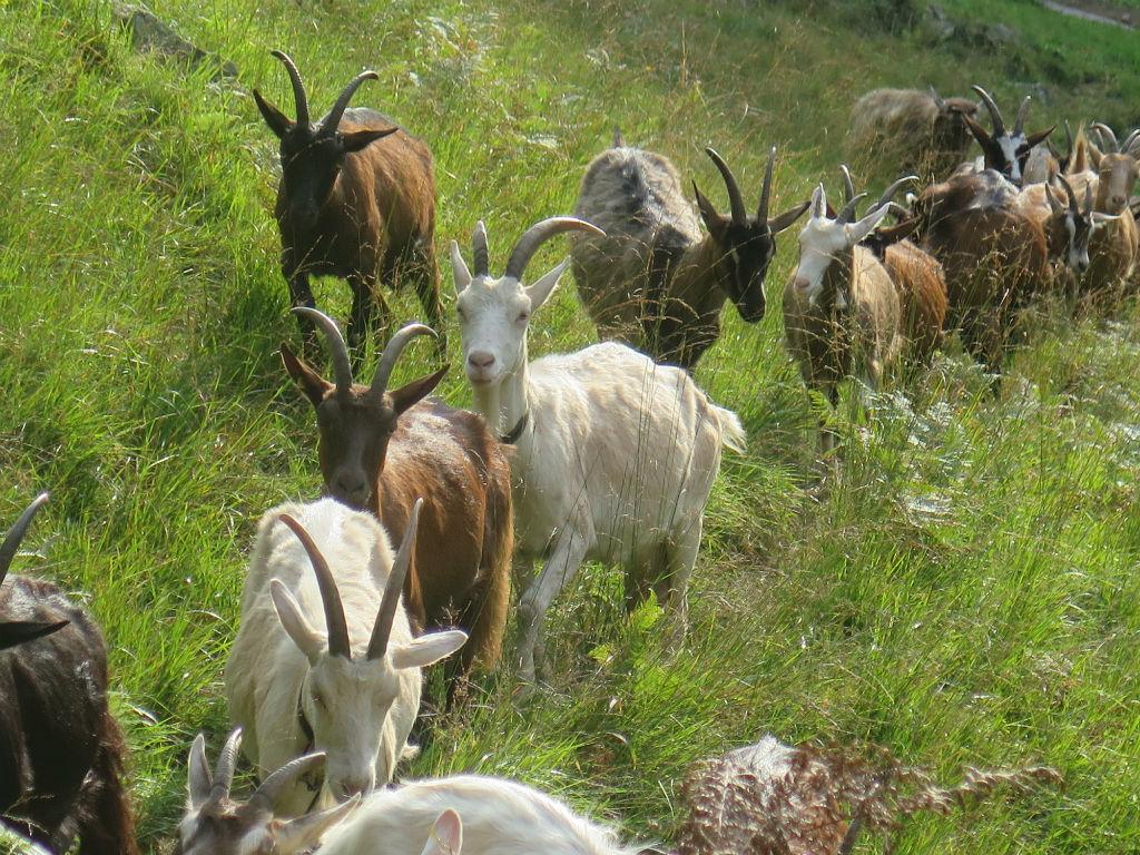 Image 3 - Azienda Capra Contenta