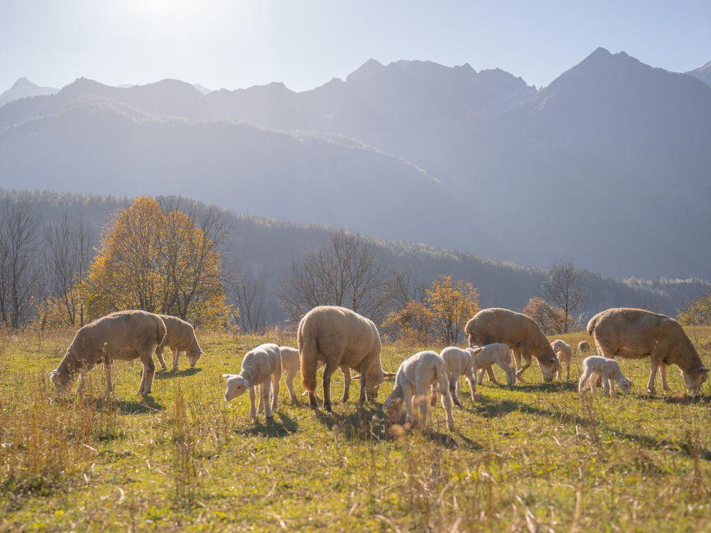 Image 6 - Agriturismo Alla Meta