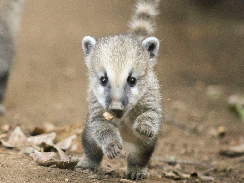 Image 1 - Zoo Al Maglio