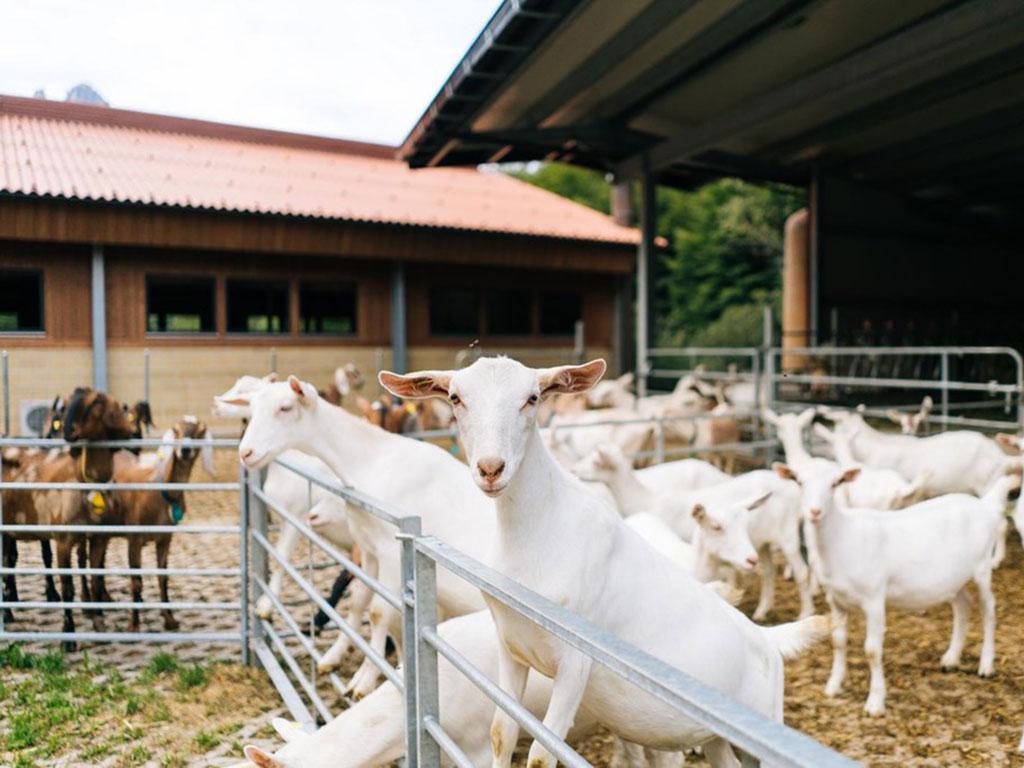 Image 4 - Fattoria del Faggio