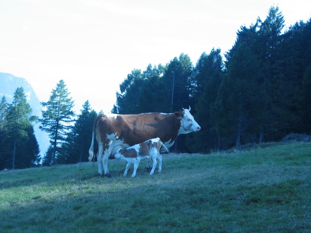 Image 2 - Azienda Baselgia