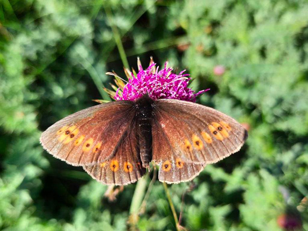 Image 9 - Capanna Tamaro