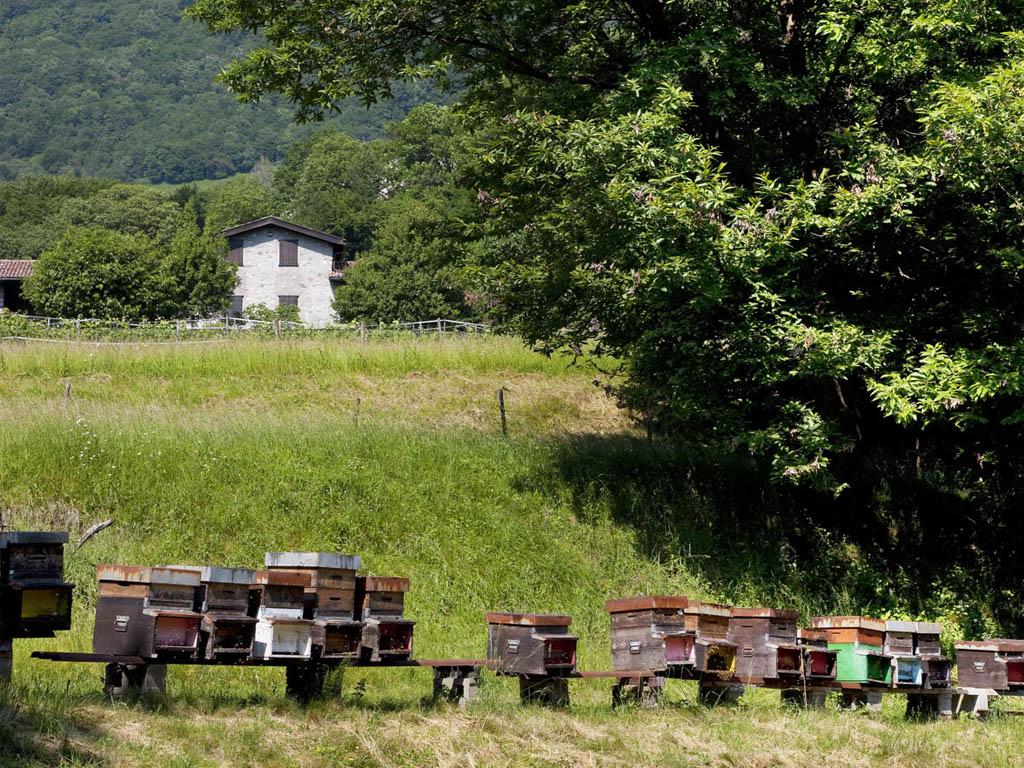 Image 3 - Besuch und Honigverkostung am Bienenstand 