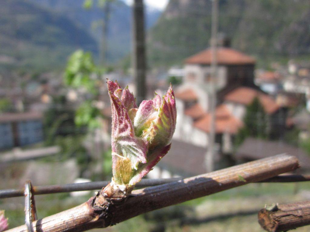 Image 2 - Fratelli Meroni 