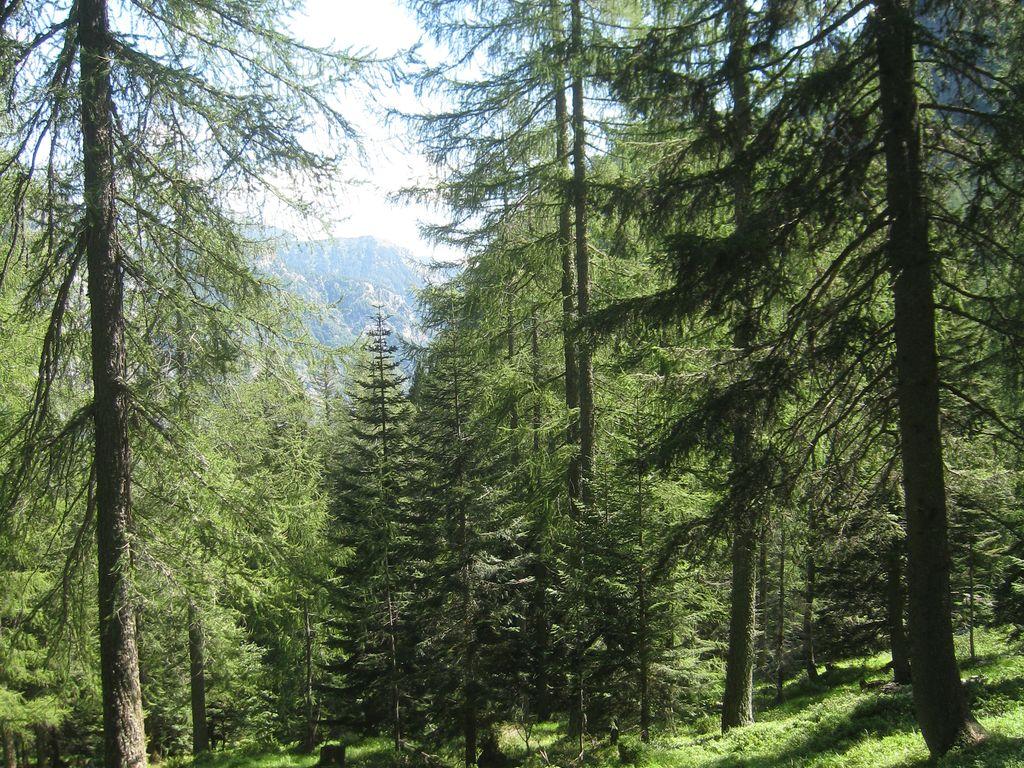 Image 0 - Waldreservat Arena