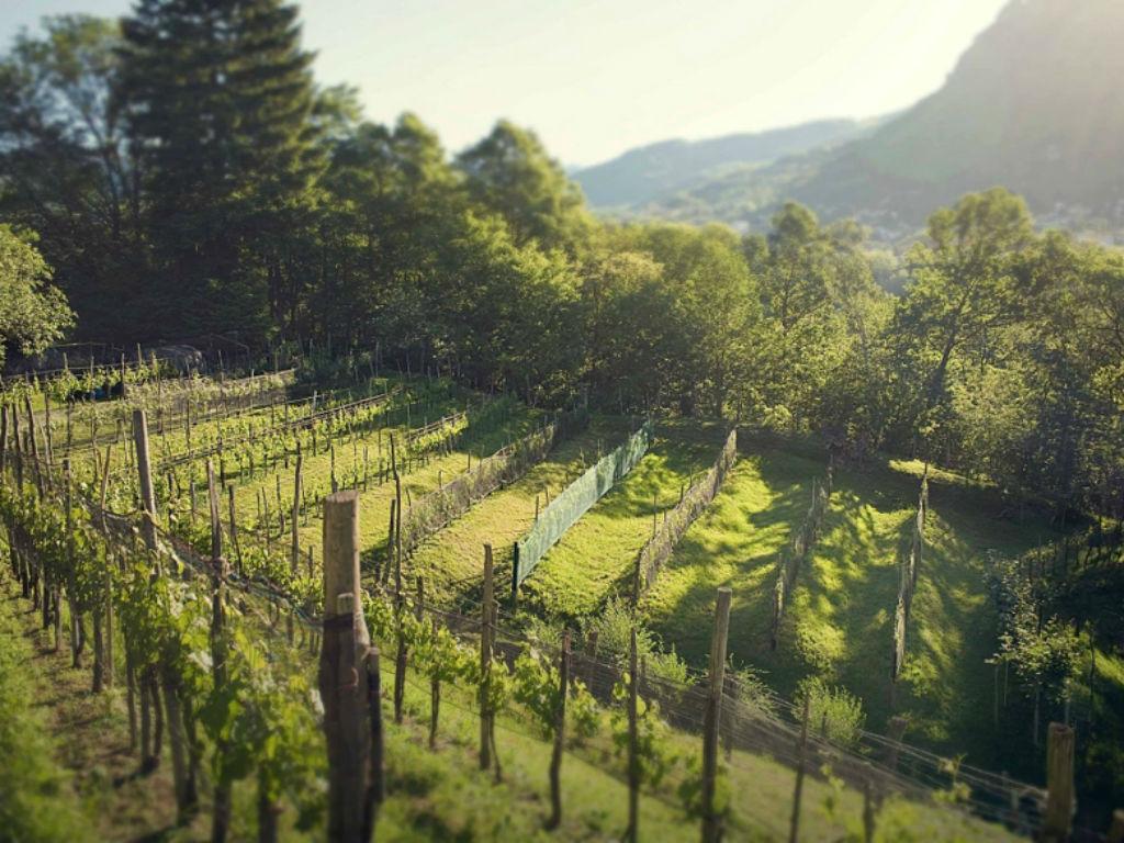 Image 3 - Cantine Riva Morcote