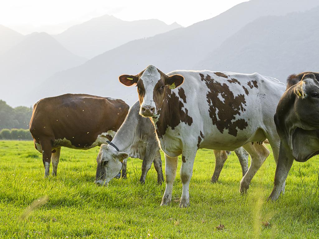 Image 1 - Piano di Magadino Park