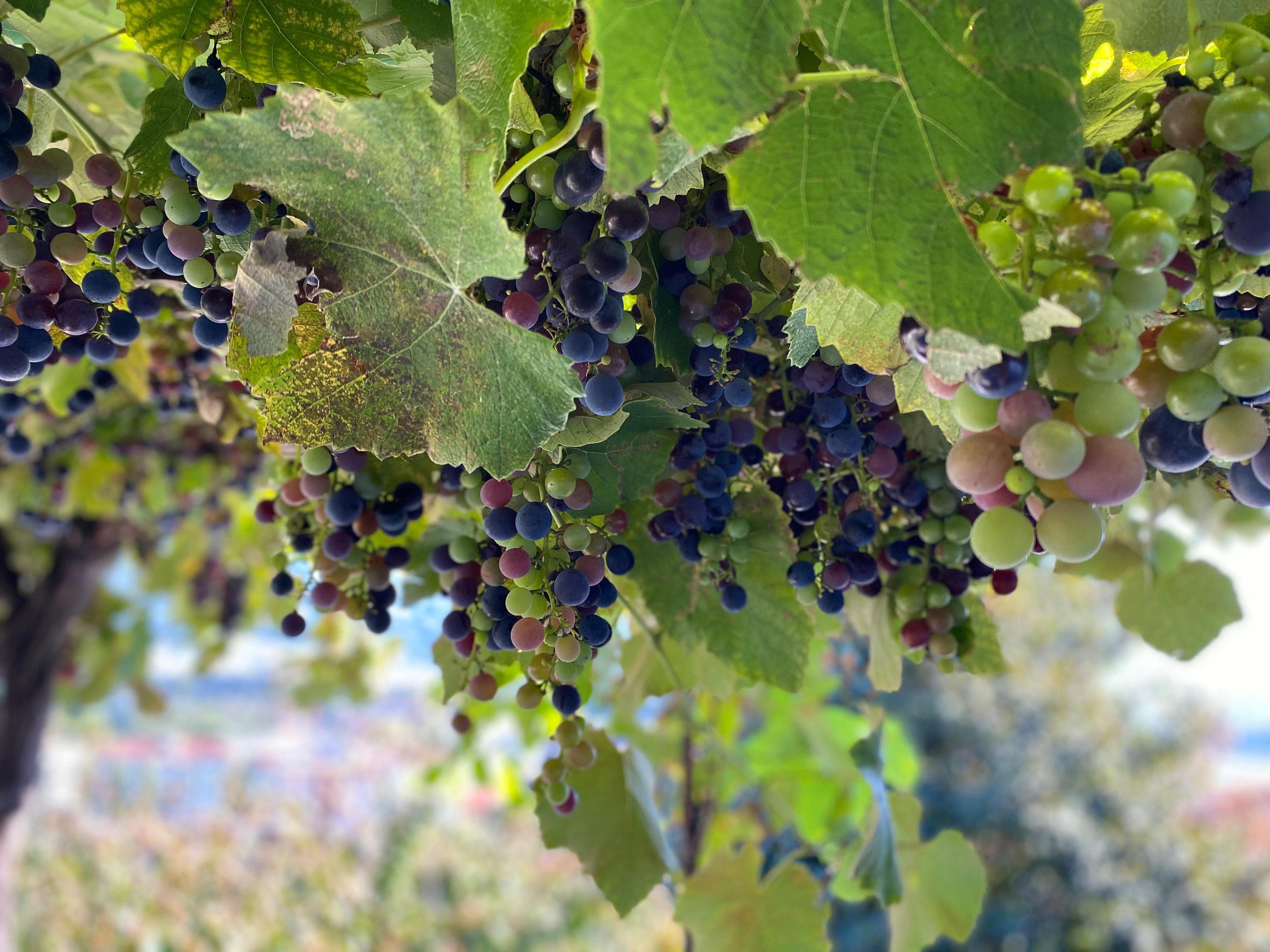 Image 4 - Cantina Vitivinicola Pizzorin