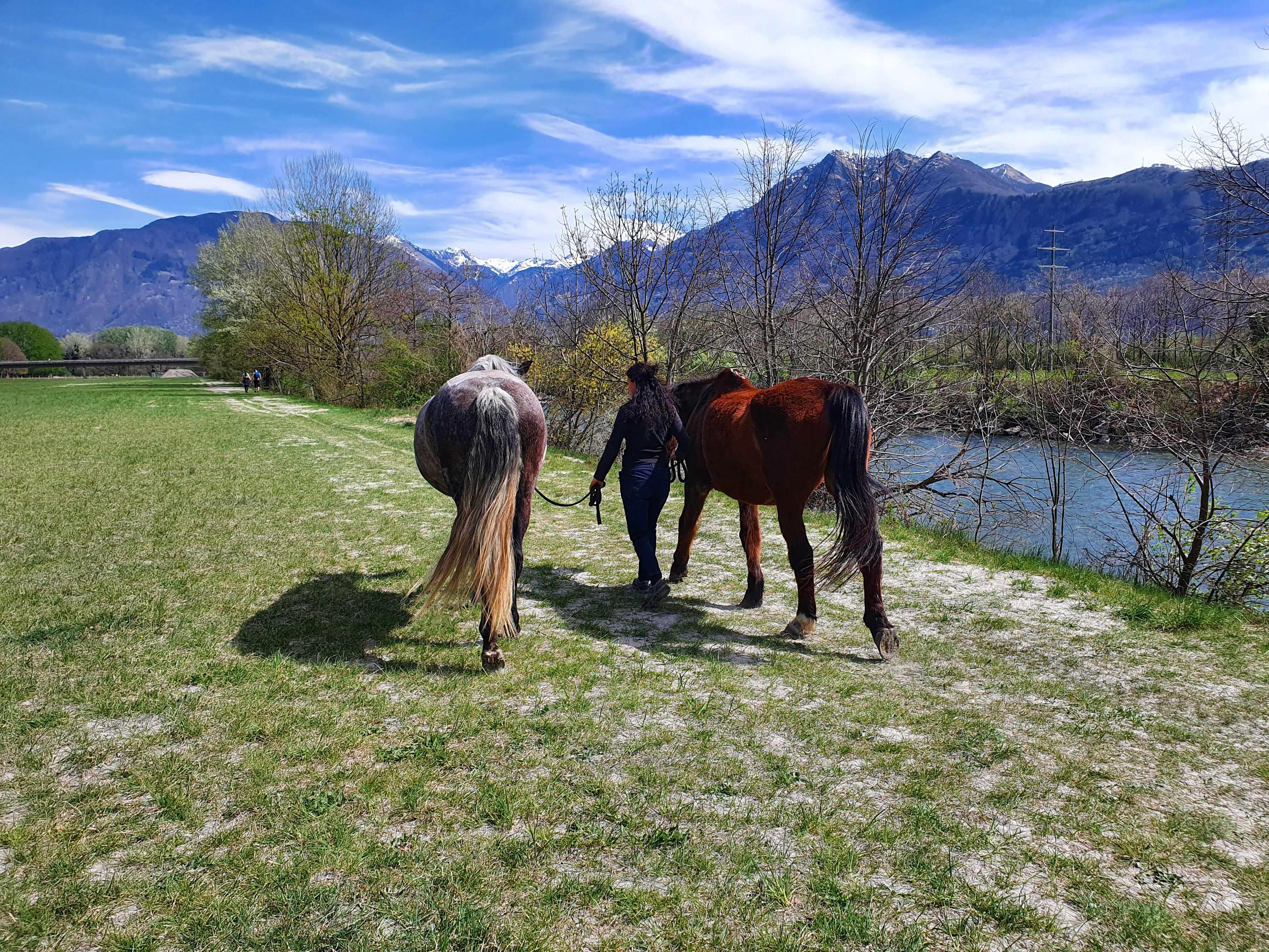 Image 2 - Aktiviäten mit Pferden im Piano di Magadino