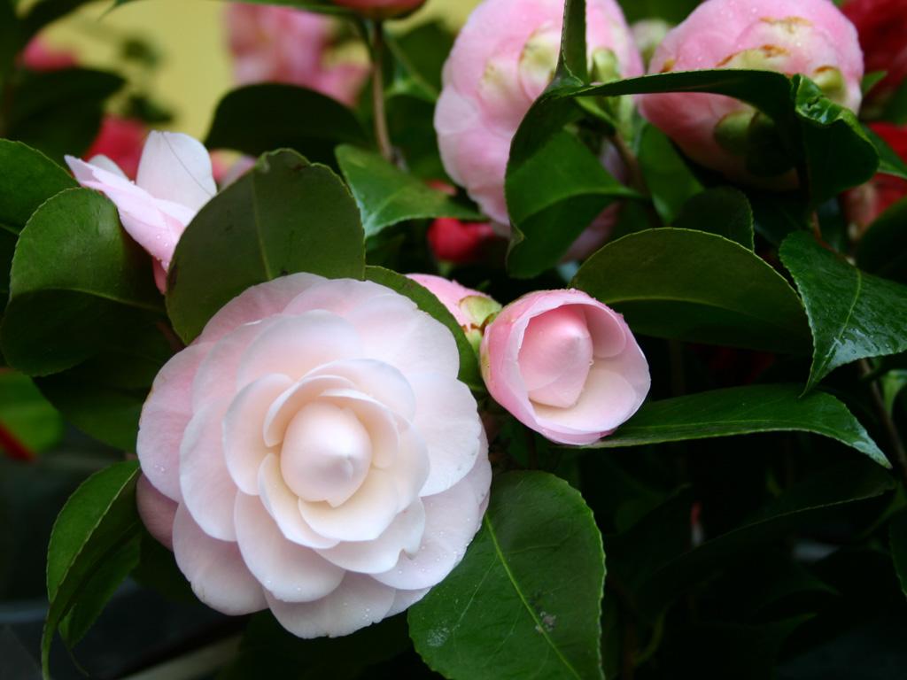 Image 3 - Parco delle Camelie Locarno