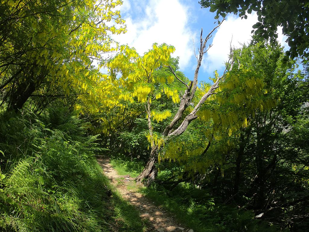Image 10 - Waldreservat Bosco Sacro di Mergugno