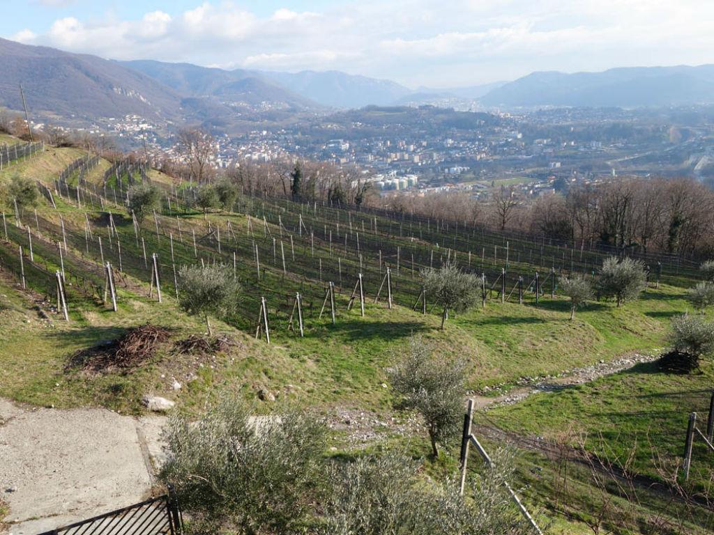 Image 4 - Cantine Latini SA - Azienda viticola